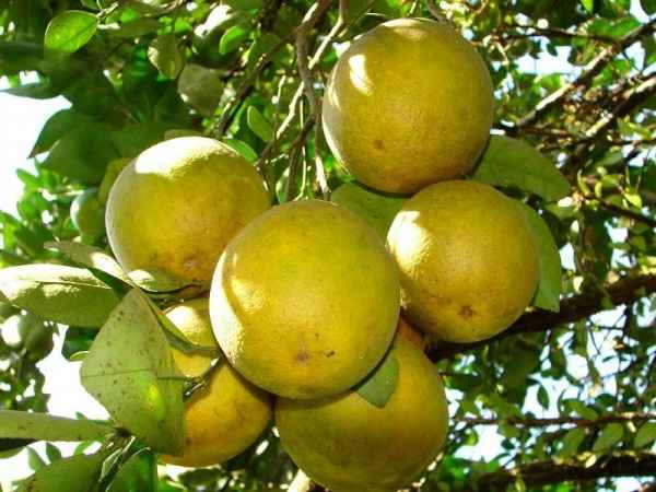 Vendo Naranjas al por mayor 
