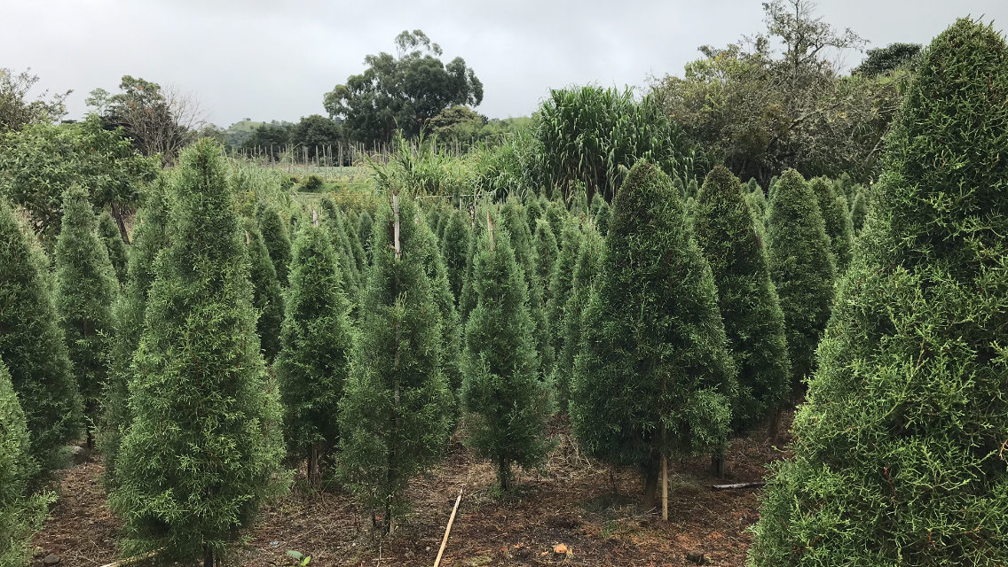 The National christmas three arrive at the Panamanian houses