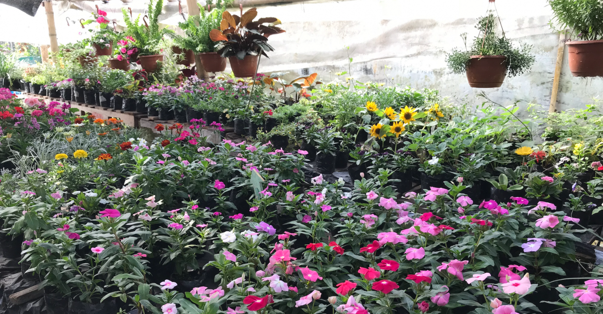 Nurseries of Highlands, the indicated option to decorate your garden