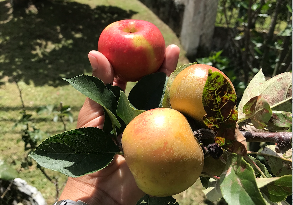 Production of Pears and Apples in Highlands